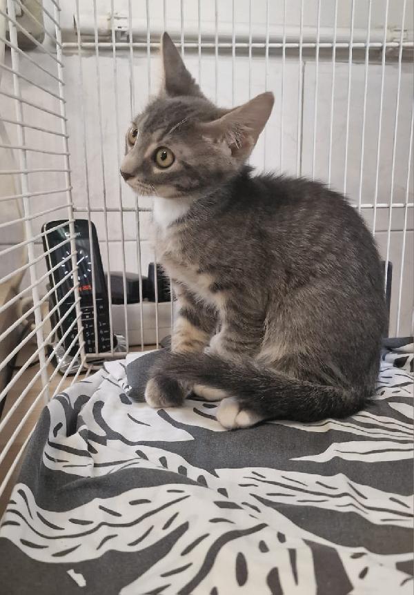SHERLOCK GATTINO TIGRATO Foto 4